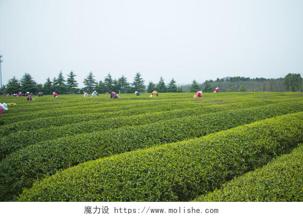 绿色茶山茶园背景图片